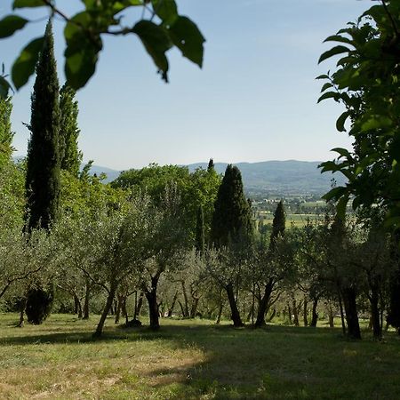 Villa Degli Ulivi Ассізі Екстер'єр фото